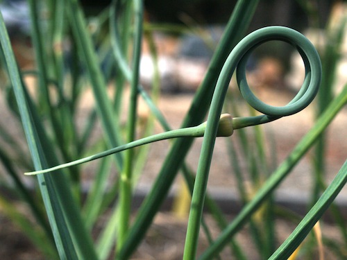 Cut garlic scapes when they start to curl. Photo by Mary Kate Reeder
