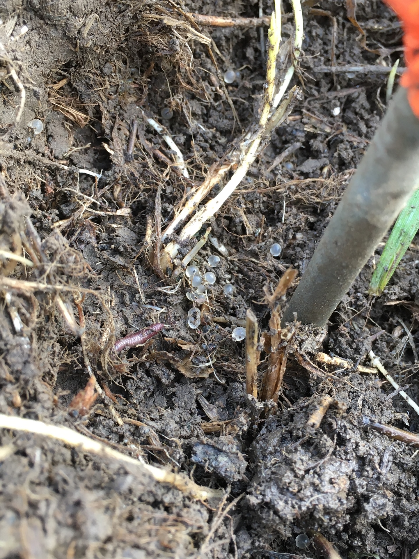 Slug eggs pictured in soil