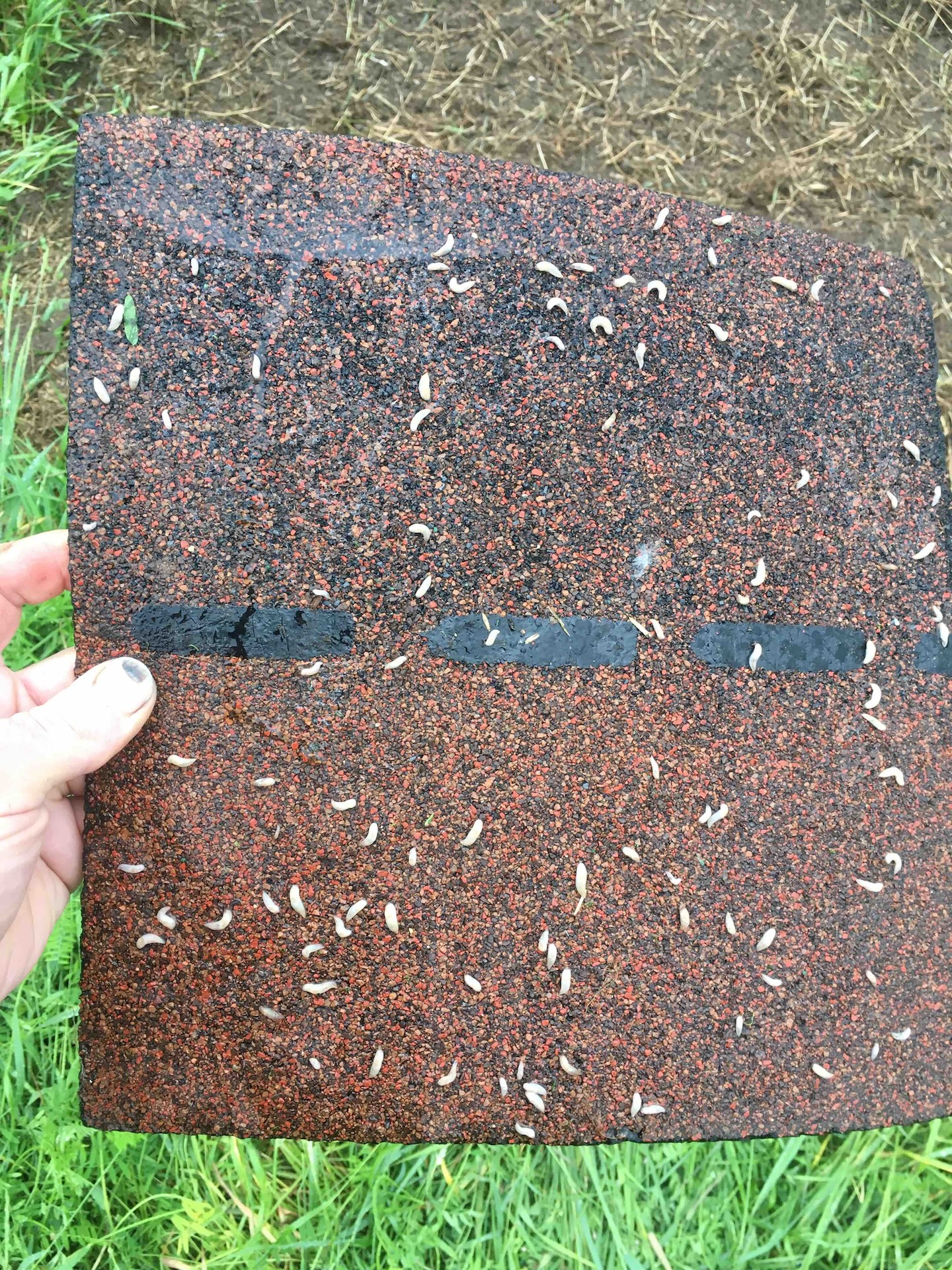 Slug refuge trap being held in hand