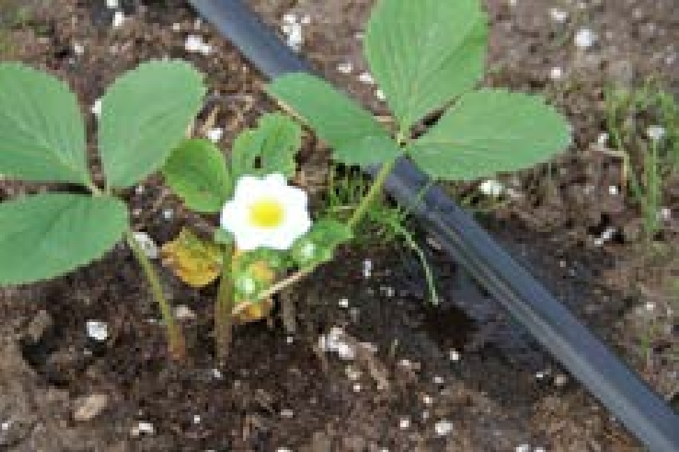 Small white flower next to leaves