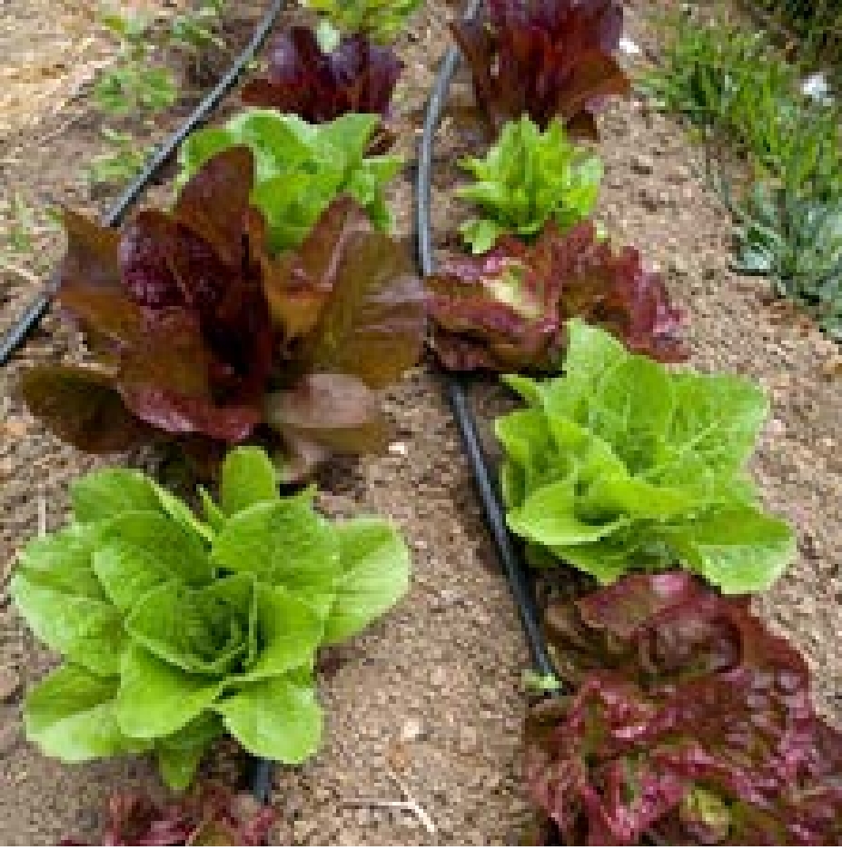 Irrigating garden crops