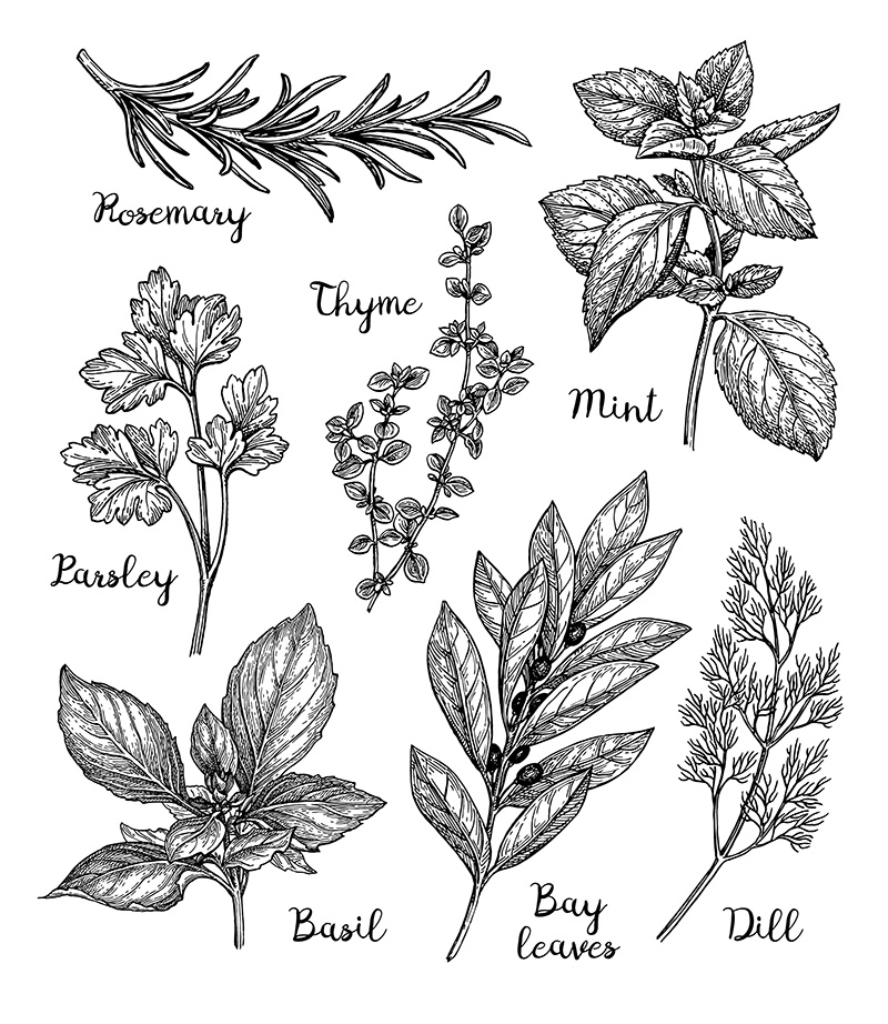 Garden herbs examples and their labels