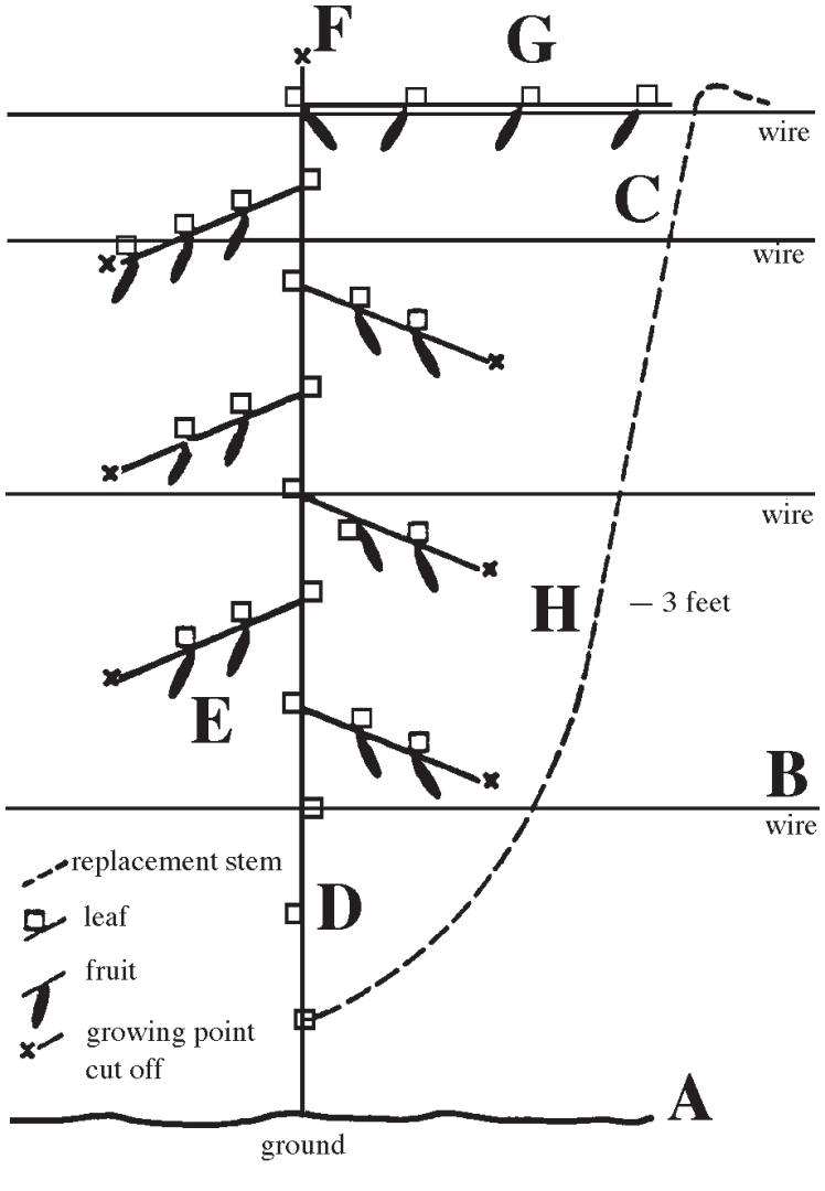 Wiring system for plants