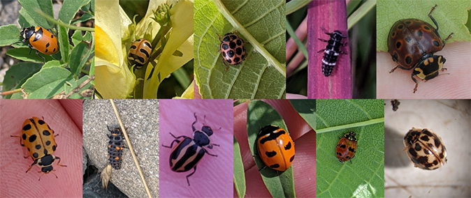 A collage of various lady beetle species