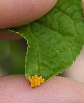 A cluster of 14 lady beetle eggs on a leaf tip.