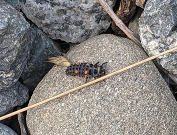 A lady beetle larva on a rock.