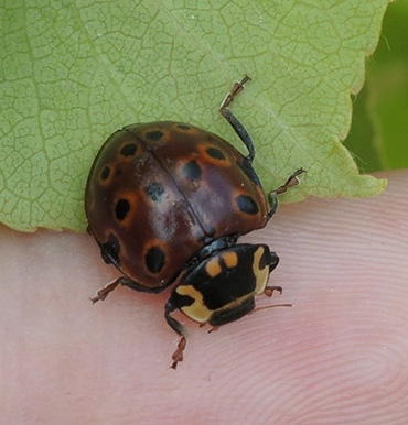 Eye-spotted lady beetle