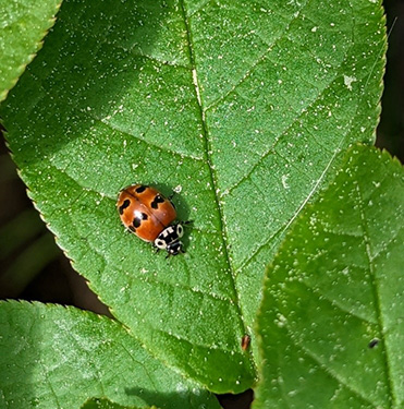 Two-spotted lady beetle