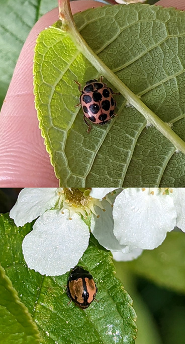 Cream-spotted lady beetle