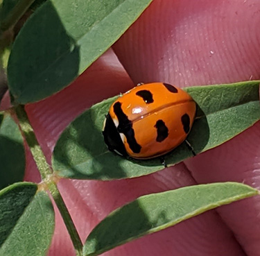 Transverse Lady Beetle