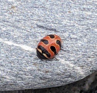 Three-banded lady beetle