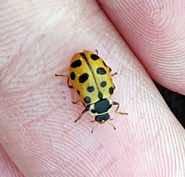 Thirteen-spotted lady beetle