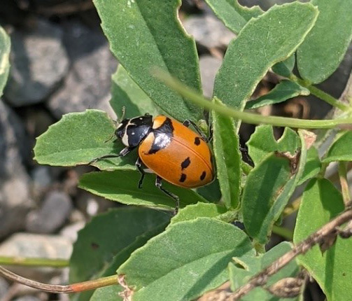 Five-spotted lady beetle