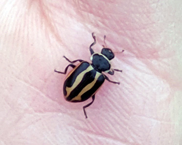 Sickle-marked lady beetle