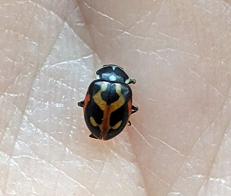 Parenthesis lady beetle