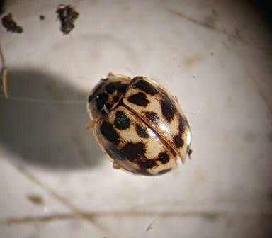Twenty-spotted lady beetle
