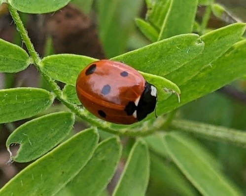 Seven-spotted Lady Beetle