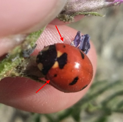Transverse Lady Beetle