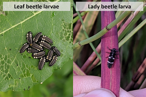 Pictured Left is Leaf Beetle Larvae and Right is Lady Beetle Larva