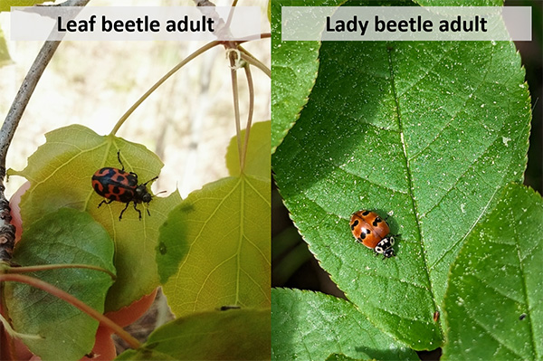 Pictured Left is Leaf Beetle Adult and Right is Lady Beetle Adult