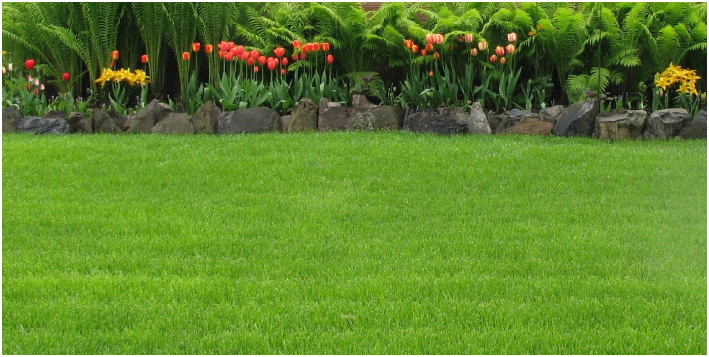 Lawn Wide open area with low cut grass