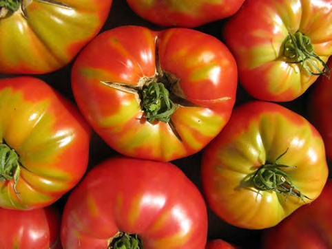 Group of tomatoes