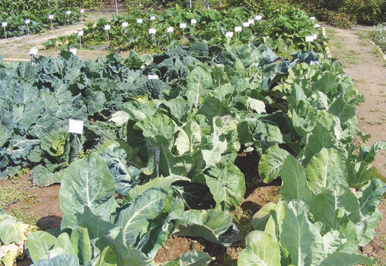 Bundle of wide green leaves