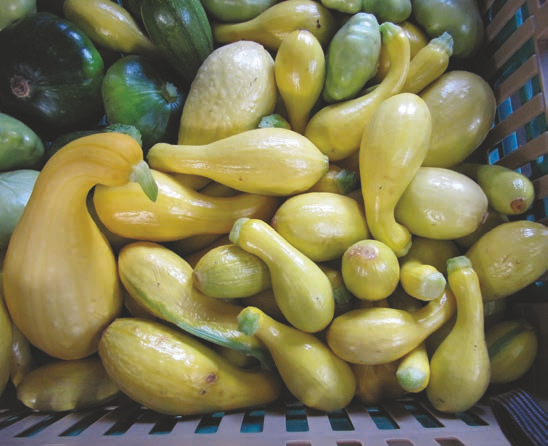 Squash Pile of squash