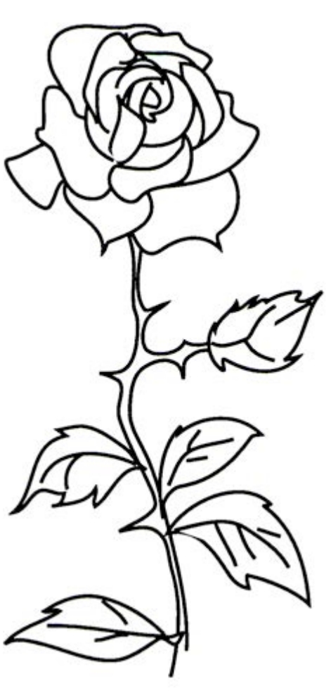 Round flower with circular leaves connected to a thorny stem