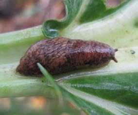 Slugs Small brown bug