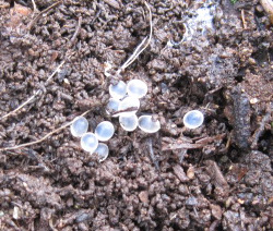 Small white eggs