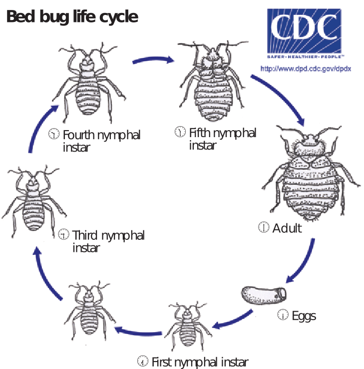 Life cycle First, second, third, and fourth nymphal instar, and adult bed bug