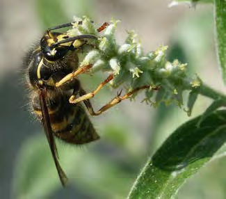 Yellow and black winged insect holding onto a flower