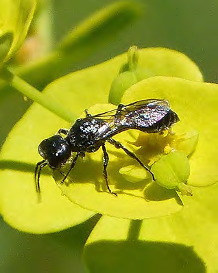 Black winged insect on a leaf