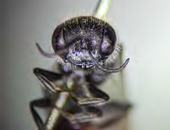 Black winged insect on a leaf