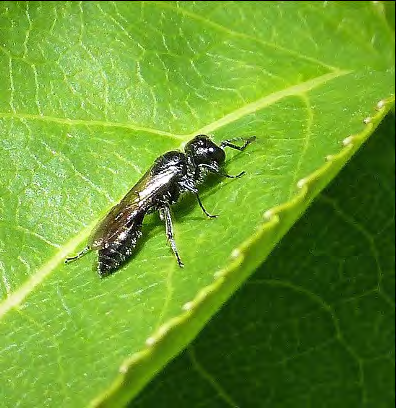 Black winged insect on a leaf