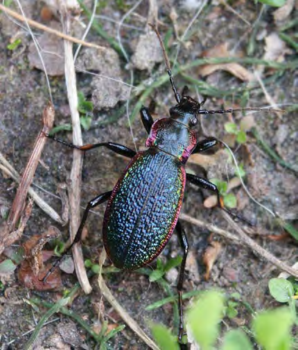 Insect with ridged and bumpy shell