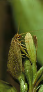 Brownish green insect with membranous wings