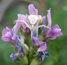 White and yellow spider on a flower