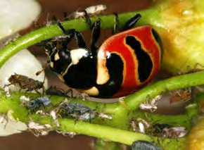 Insect with red shell and black spots