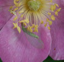 Small green insect inside a flower