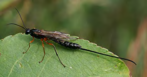 Winged black and red insect with a long stinger