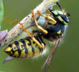Black and yellow winged insect