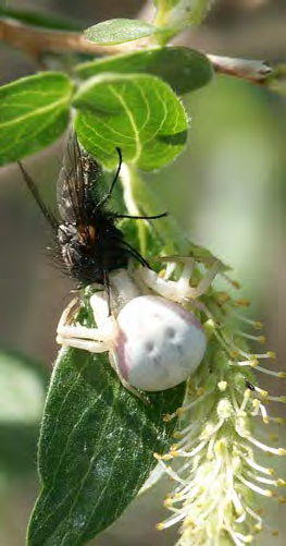 White arthropod with a crab-like appearance