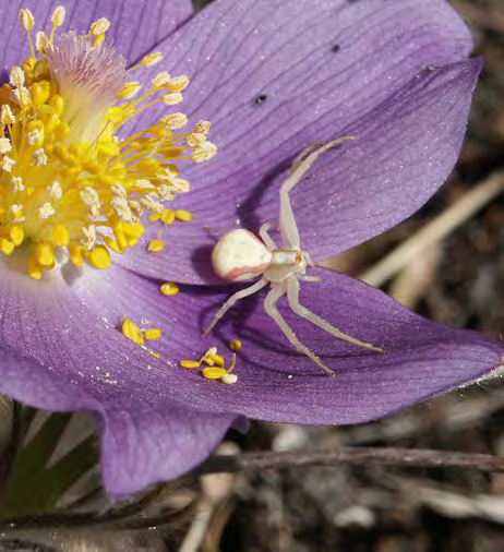 White arthropod with a crab-like appearance on flower