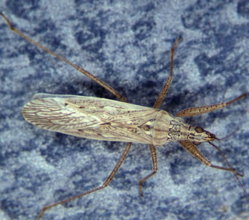 Mottled brown winged insect