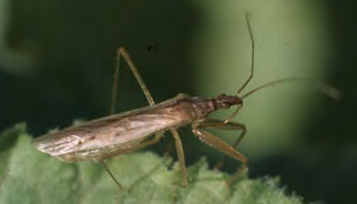 Thin brown winged insect