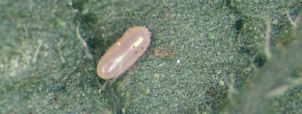 Pill shaped egg on a leaf