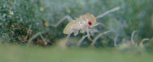 Small translucent insect