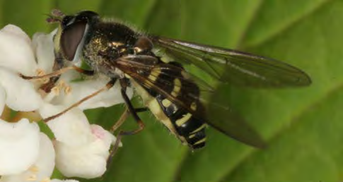 Spotted black and yellow insect with pale underbelly